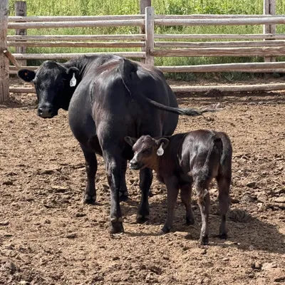 cattle listing photo