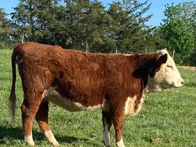 cattle listing photo