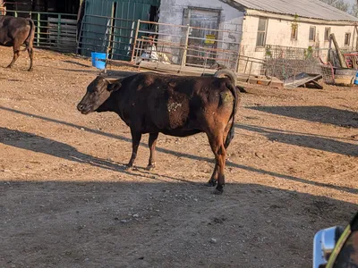 cattle listing photo