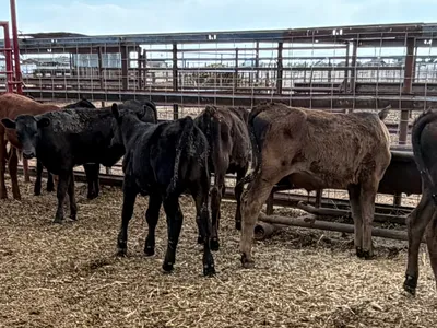 cattle listing photo