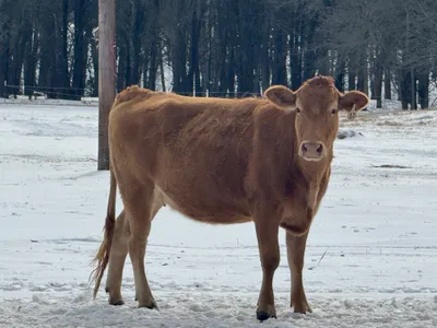 cattle listing photo