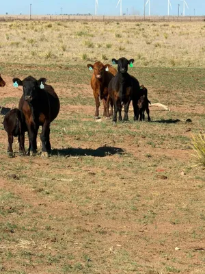cattle listing photo