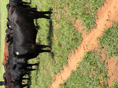 cattle listing photo