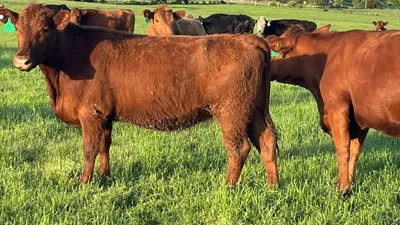 cattle listing photo