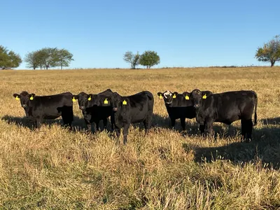 cattle listing photo