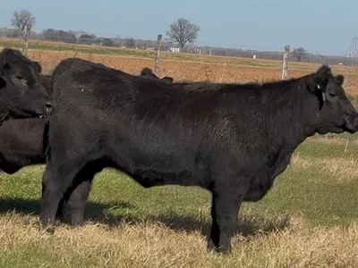 cattle listing photo