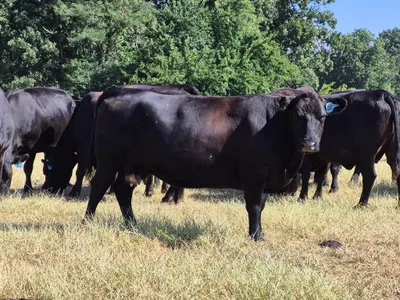 cattle listing photo