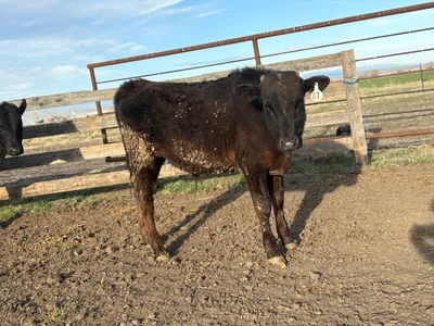 cattle listing photo