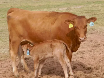 cattle listing photo