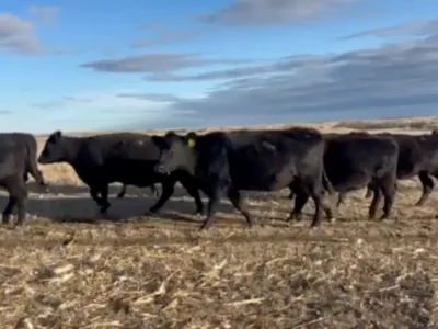 cattle listing photo