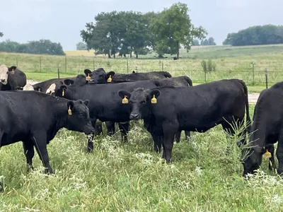 cattle listing photo