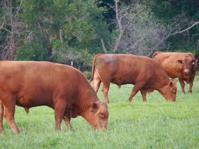 cattle listing photo