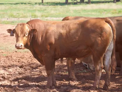 cattle listing photo