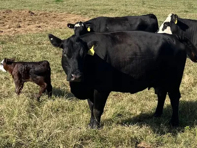 cattle listing photo