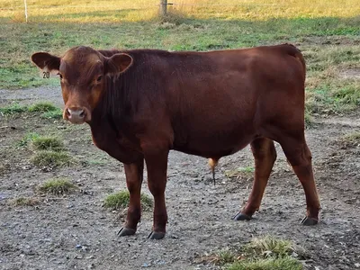 cattle listing photo