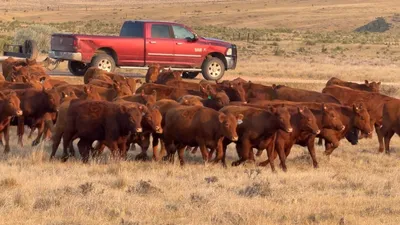 cattle listing photo