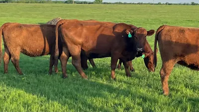 cattle listing photo