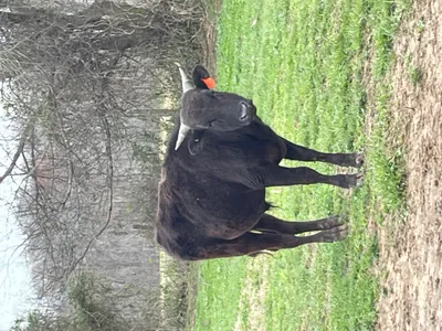 cattle listing photo