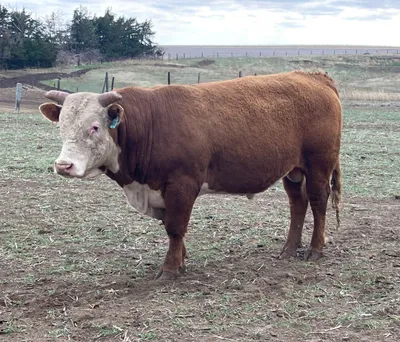 cattle listing photo