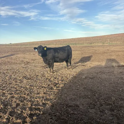 cattle listing photo