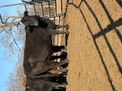 cattle listing photo