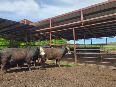 cattle listing photo