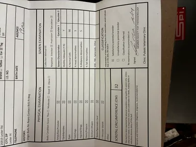 cattle listing photo