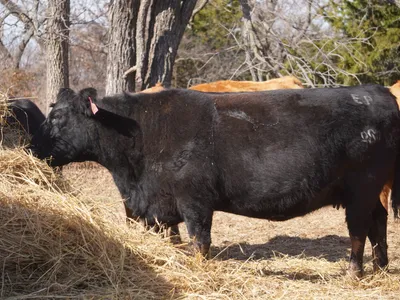 cattle listing photo