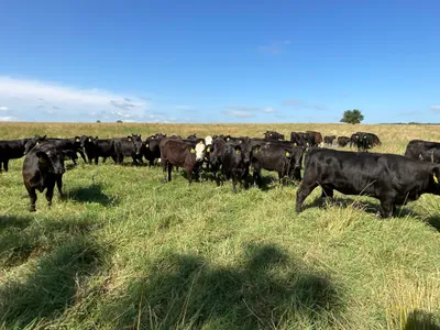 cattle listing photo