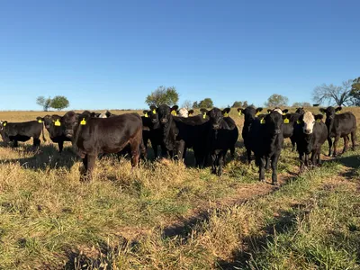 cattle listing photo