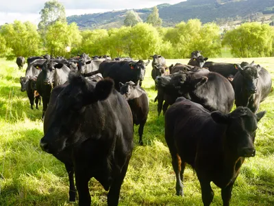 cattle listing photo