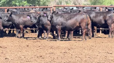 cattle listing photo