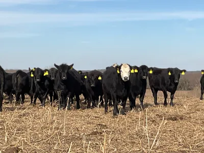 cattle listing photo