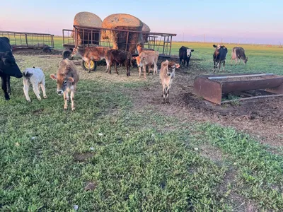 cattle listing photo