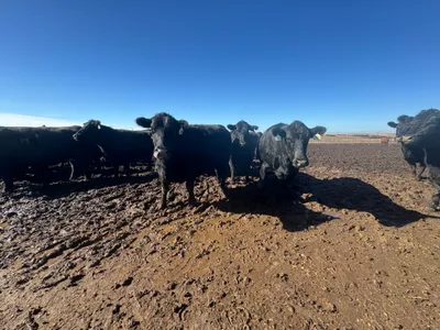 cattle listing photo