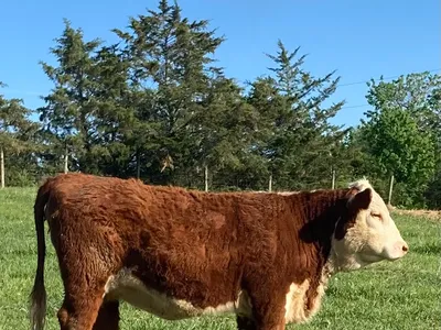 cattle listing photo