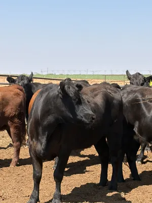cattle listing photo
