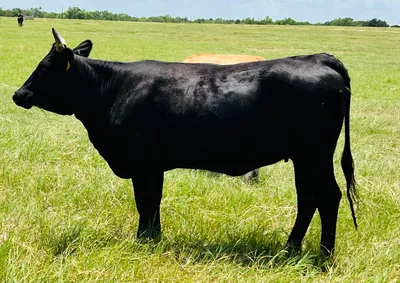 cattle listing photo