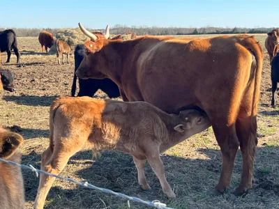 cattle listing photo