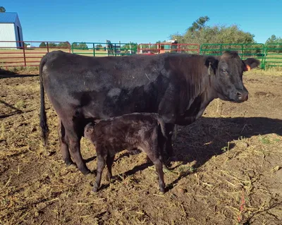 cattle listing photo