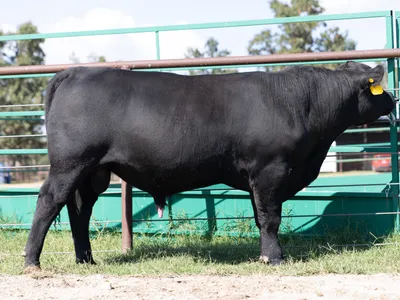 cattle listing photo