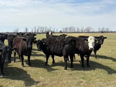 cattle listing photo