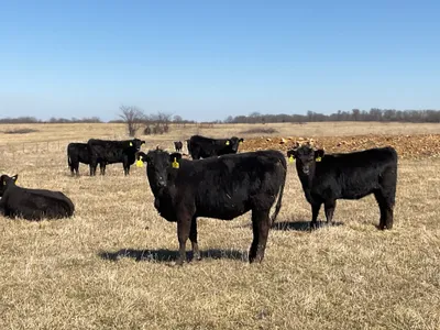 cattle listing photo