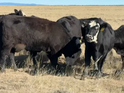 cattle listing photo