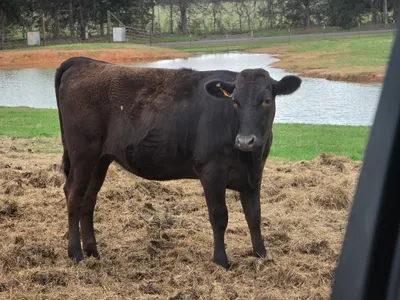 cattle listing photo