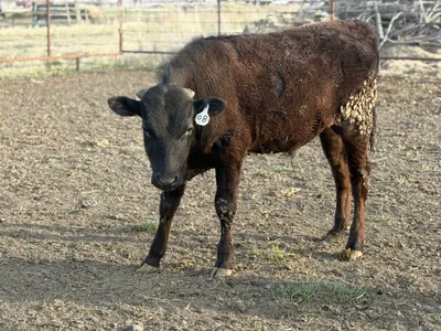 cattle listing photo