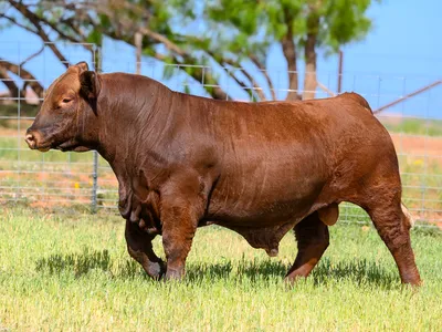 cattle listing photo