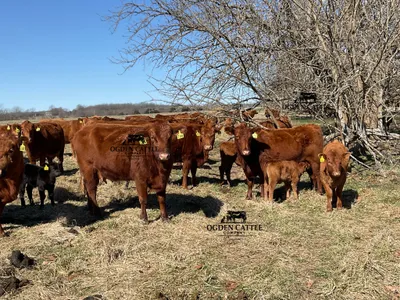 cattle listing photo