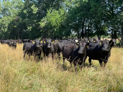 cattle listing photo