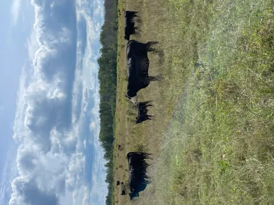 cattle listing photo